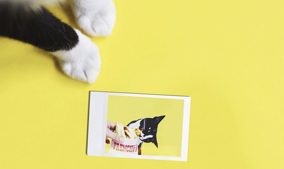 Instax Cats
